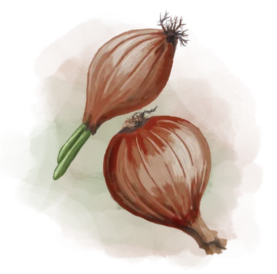 Chalota amarilla