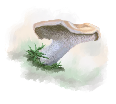Lengua de vaca